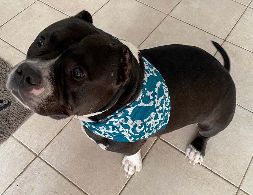 Dgs Bandana Sq Blue Md